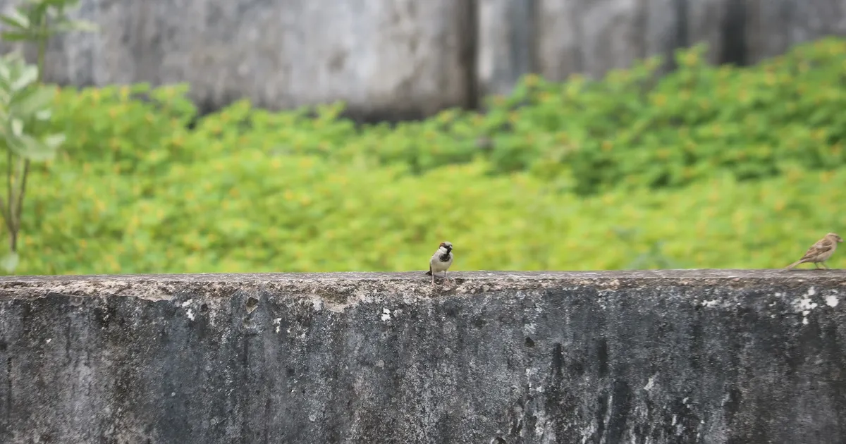 Budvel, Rajendra Nagar