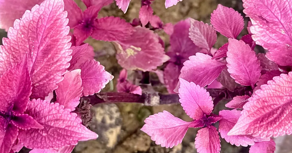 Sector 89, New Gurgaon